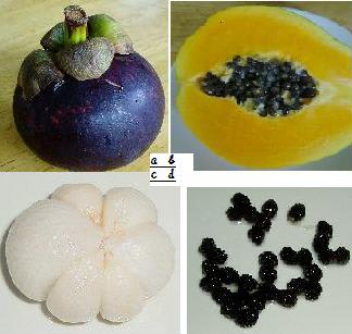 パパイヤとマンゴスチンの種まき バルコニーで フルーツ栽培記
