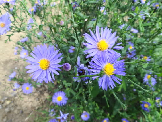 どちらもヨーロッパで品種改良した花 ユウゼンギクとオイランソウです 日々遊遊 どちらもヨーロッパで品種改良した花 ユウゼンギクとオイランソウです 日々遊遊