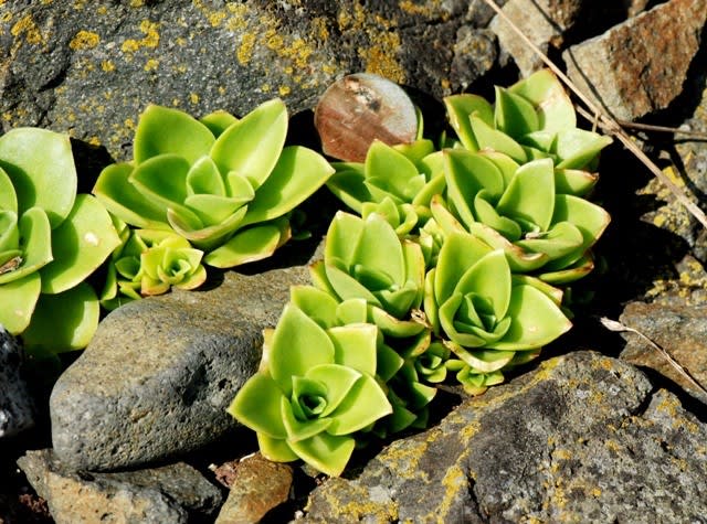 北海道の花 コモチイワレンゲ 井伊影男の植物観察