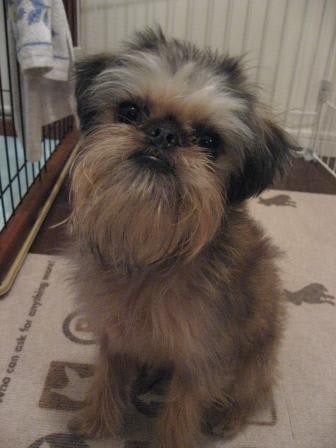 07年12月のブログ記事一覧 ブリュッセルグリフォン Brussels Griffon ジジ ウリとの生活