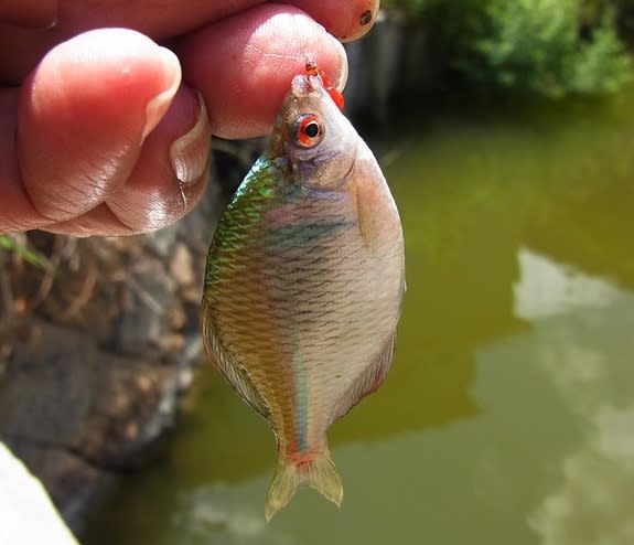 釣れたタナゴはタイバラ たったの１尾 私魚人 あいうおんちゅ 定年親父の魚三昧 タナゴ仕掛けとガサで出会った魚たち