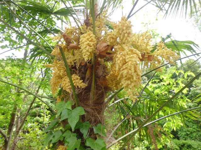 シュロ 棕櫚 の花 19 花熟里 けじゅくり の静かな日々