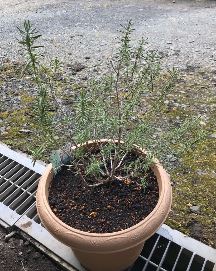 ローズマリーの植替えと挿し木 田舎暮らしで畑いじり