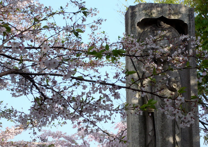 聖福寺の桜　2011.04.12