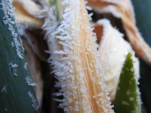 マツモトイッポンネギの葉に付いた霜