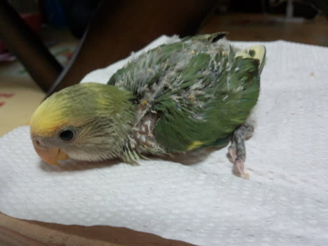 Wf系コザクラインコ雛 飼い主様募集 終了しました Gymno Sigi Bird