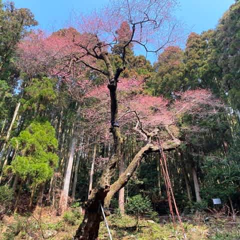 福智 虎尾桜開花 三昧日記
