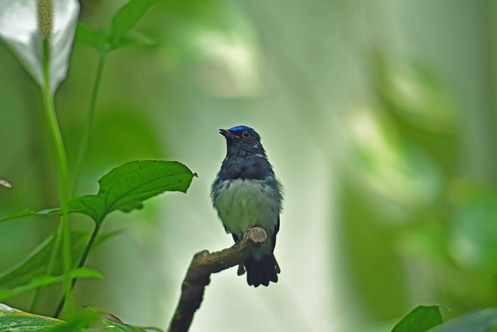 青い鳥オオルリと赤い鳥リュウキュウアカショウビンの姿ほか フクロウ2種の姿を Kikuのフォトルーム