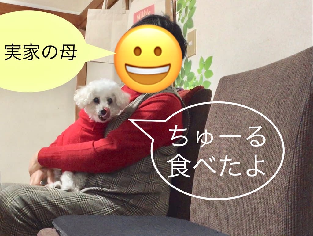 久しぶりの実家 痩せちゃった愛犬と太っちゃった母 トイプードルのミルビビ日記
