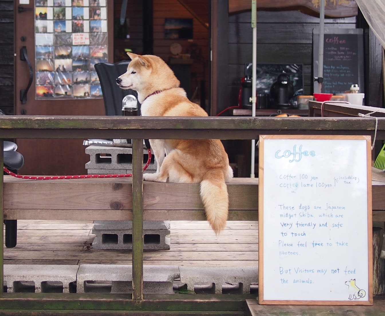 可愛い犬でインスタ映え 中小企業診断士 竹内幸次 経営ブログ