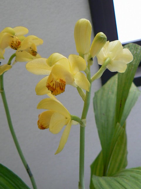 ガンゼキラン 岩石蘭 Peaの植物図鑑 ガンゼキラン 岩石蘭 Peaの植物図鑑