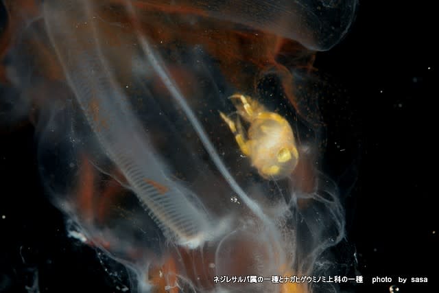 ネジレサルパ属の一種とナガヒゲウミノミ上科の一種 シーアゲイン ログブック ネジレサルパ属の一種とナガヒゲウミノミ上科の一種 シーアゲイン ログブック