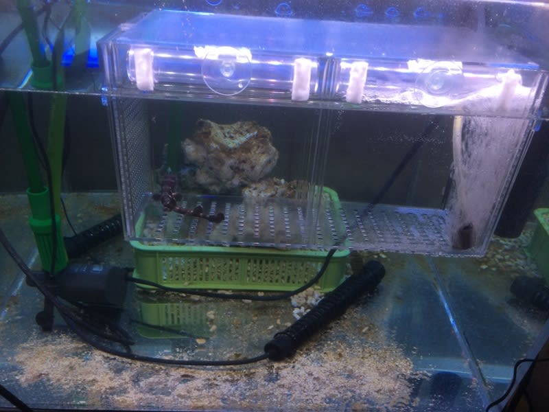 コーラルキャットシャークの稚魚 グレッグルの主にアクア コーラルキャットシャークの稚魚 グレッグルの主にアクア