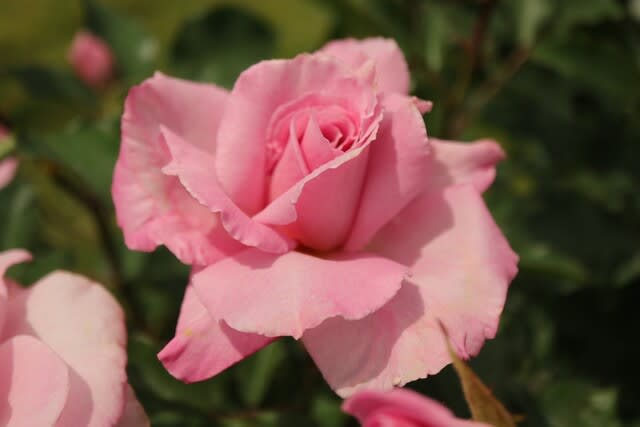 少し紫がかったピンクのバラ 桜貝 春薔薇シリーズ 21 001 野の花 庭の花