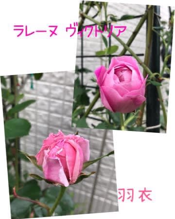 ヴィッキー可愛いよぉ♡ ヴィッキー可愛いよぉ♡