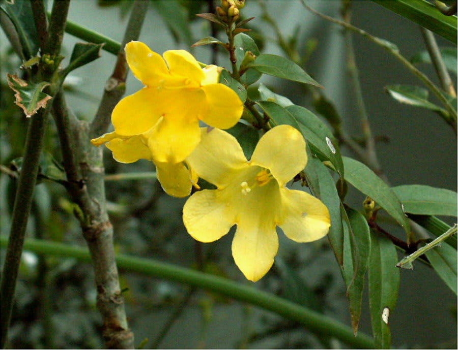 冬越えて咲くジャスミンの ひかり射す カロライナジャスミン 花の公園 俳句 ｉｎｇ