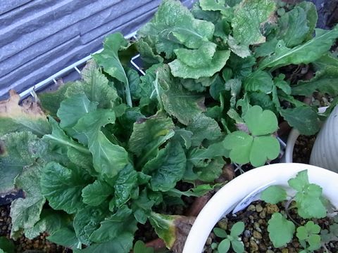 プリムラ ポリアンサの苗など 草花好きのひとりごと プリムラ ポリアンサの苗など 草花好きのひとりごと