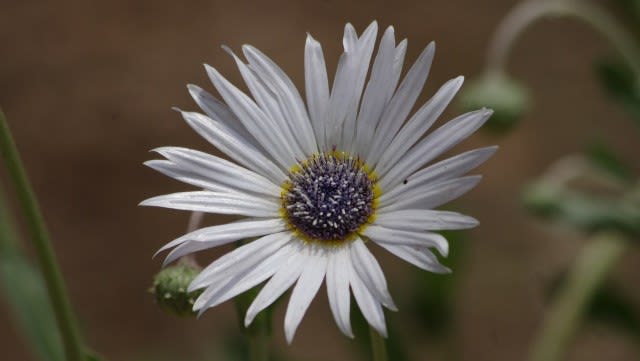 アークトチス ハゴロモギク キク科 ガーベラに似たシルバー白色に輝く花です 今日の野鳥 カワセミ Country知多 花と野鳥と家庭菜園の写真日記