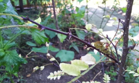 山椒の葉っぱが無いけど大丈夫 イイダアックス 相談役日記