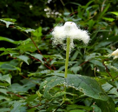 野草花 9月ー２ ウリ科の花 アレチウリ カラスウリ スズメウリ オキナワスズメウリ 花と徒然なるままに