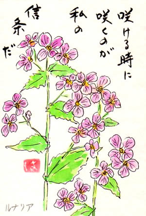 ユニークルナリア 花 言葉 美しい花の画像
