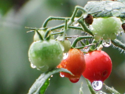 雨の日のミニトマト ｍｔ７７のｂｌｏｇ
