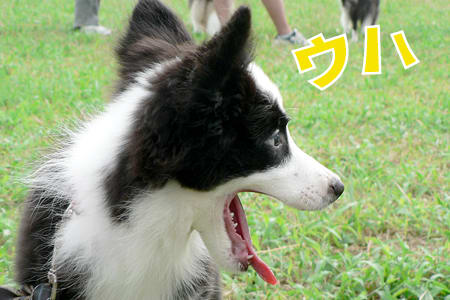 bordercollie_ボーダーコリー