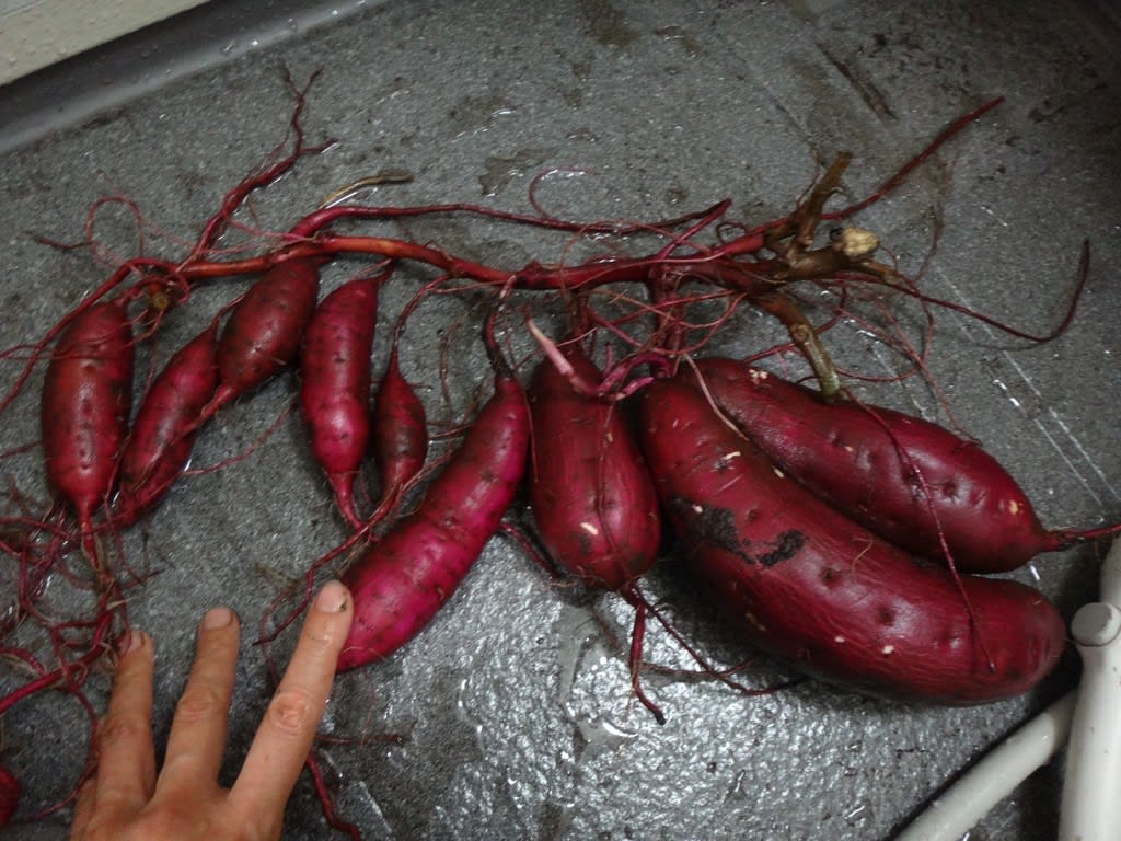 2018/10/29べにはるか べにはるか