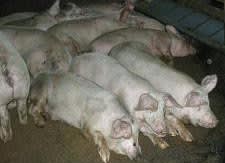 豚の寝相 寒い時期編 犬鳴豚牧場日誌