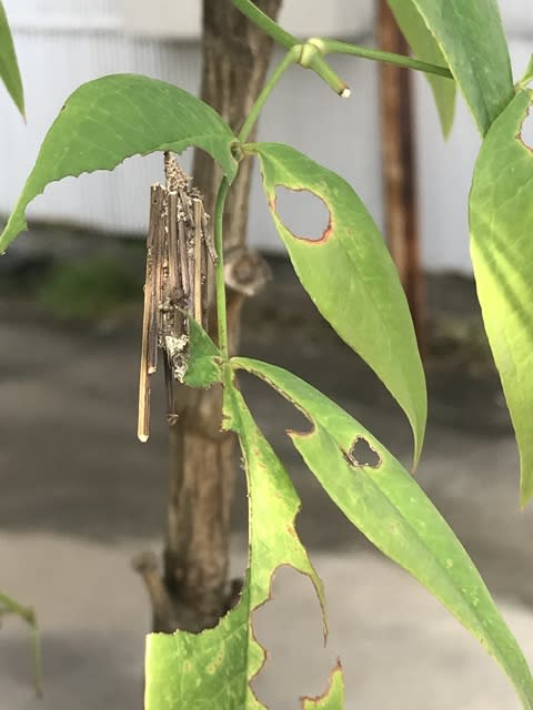 ミノムシは蓑 英語ではbag ふれあいの森特派員