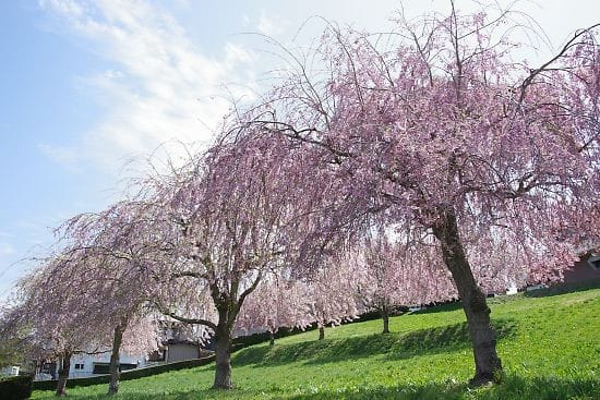 根城のしだれ桜 - うへえ、なブログ