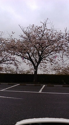 通院と桜