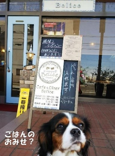湘南藤沢の店内ワンコokのカフェ Belice でランチ 愛犬まるのつぶやき日記 湘南藤沢の店内ワンコokのカフェ Belice でランチ 愛犬まるのつぶやき日記