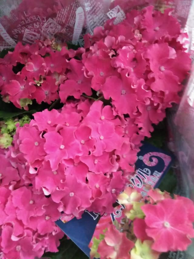 カーリースパークル 赤い紫陽花 花の形も珍しい Nae 苗 多肉ガーデン ブログ