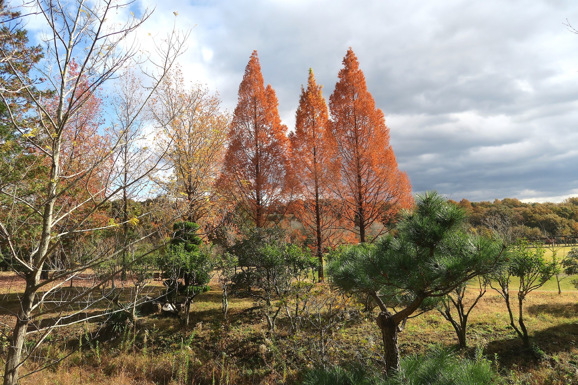 秋の色に包まれて🍁季節の花めぐり - 自然を求めて近辺ぶらり