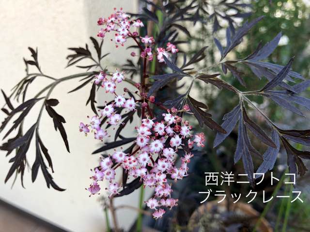 西洋ニワトコブラックレース トリカルネット 雑木と宿根草とクレマチスの小さな庭づくり 西洋ニワトコブラックレース トリカルネット 雑木と宿根草とクレマチスの小さな庭づくり