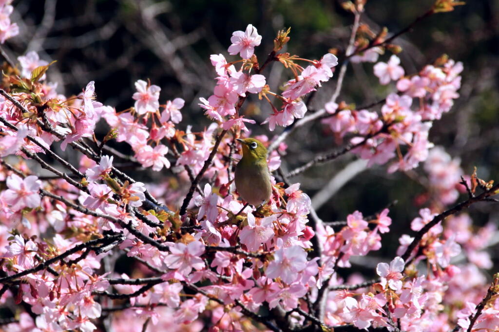 河津桜の画像