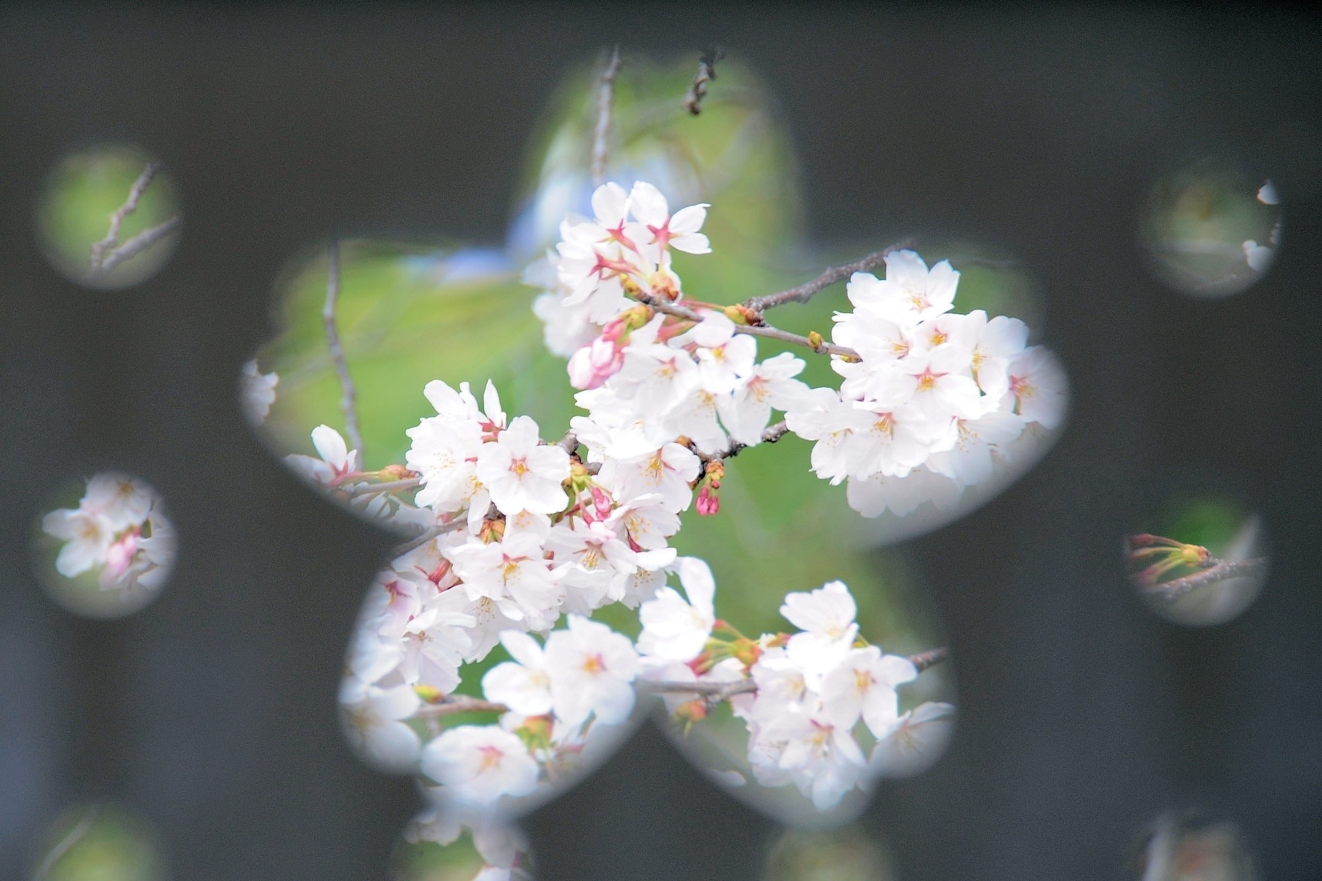 岡崎・伊賀川堤の桜！の画像