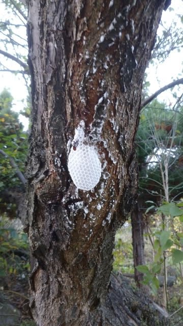梅の木に白い蜂の巣 保ちゃん林檎園のたもっちゃんブログ