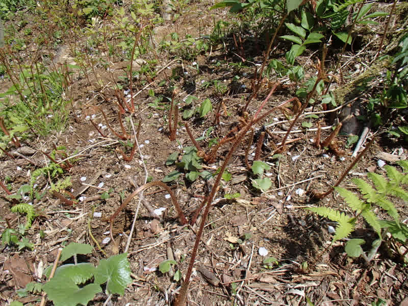 毛深い山菜 トリアシショウマ 大小迫 つむぎの家 毛深い山菜 トリアシショウマ 大小迫 つむぎの家