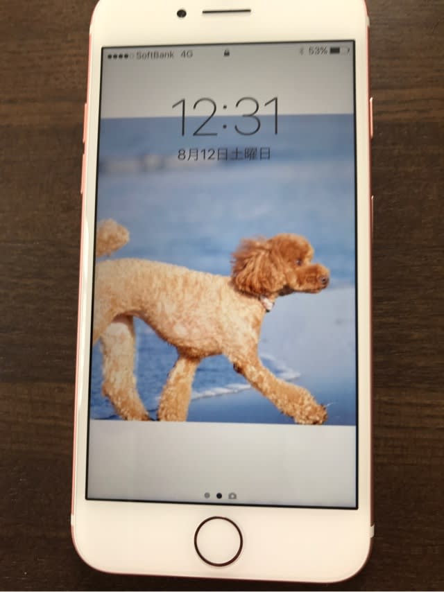 Iphone7と新しい壁紙写真 湘南トイプードルまりんのわん ダフルライフ