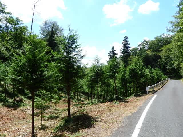 背の高い木 イワノメ Blog