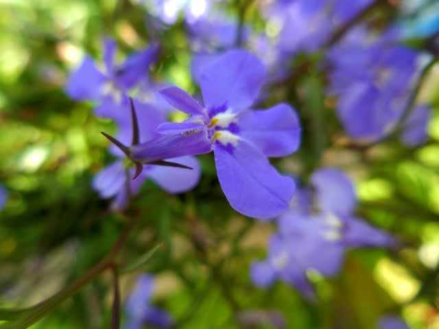 散歩花写真 アズーロコンパクト ロベリア ウォーキングで花を観察し四季を感じる 季節の花地図を作ろう