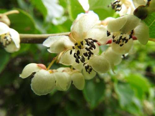 高ボッチ高原・鉢伏山で最近咲いている花　サルナシ（猿梨）