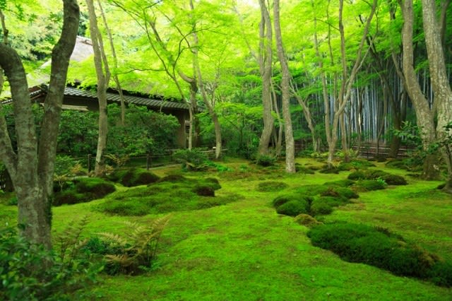 18年改訂版 新緑 濃緑の京都勝手にランキングその3 計1箇所 壁紙 日々駄文