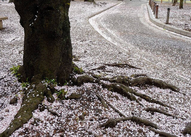 松本城公園の桜は花吹雪となり地面を彩る
