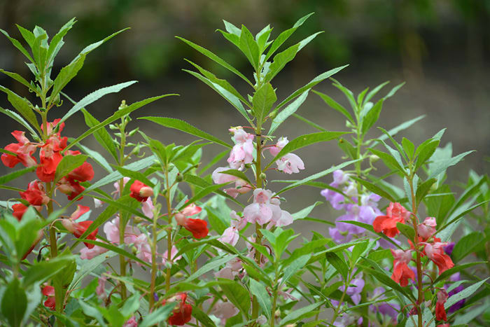 鳳仙花 ホウセンカ 爪紅 ツマベニ が咲いていました 日々雑感