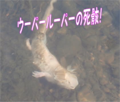 ウーパールパーを川に捨てても逃がしてもいけません 幽霊 中学生草刈イックン いげのやま美化クラブ ウーパールパーを川に捨てても逃がしてもいけません 幽霊 中学生草刈イックン いげのやま美化クラブ