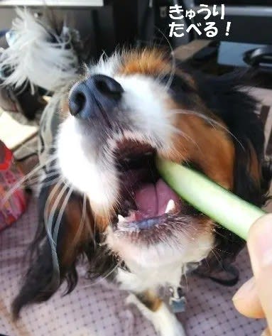 Goo Blog ウォッチ たい焼きが気に入った犬に訪れたラッキー Goo Blog ウォッチ たい焼きが気に入った犬に訪れたラッキー
