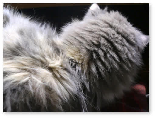 アホ猫 のブログ記事一覧 電網郊外散歩道 アホ猫 のブログ記事一覧 電網郊外散歩道